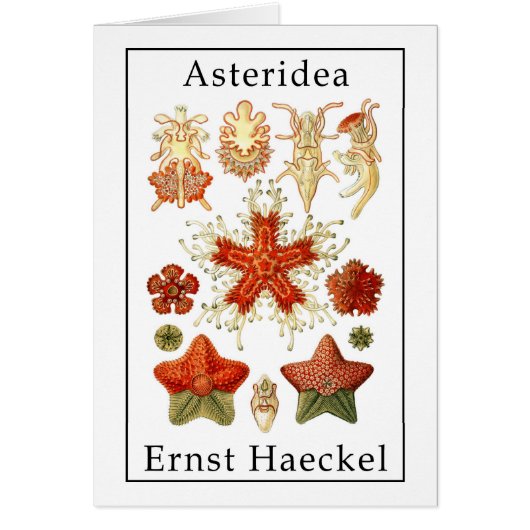 Asteridea by Ernst Haeckel Cards (Front)
