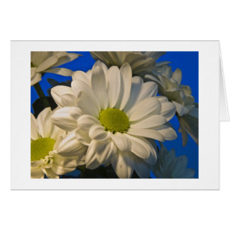 Asters Cards