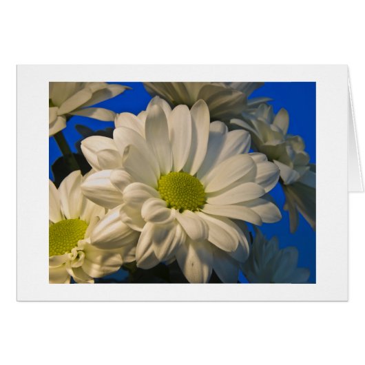 Asters Cards (Front Horizontal)