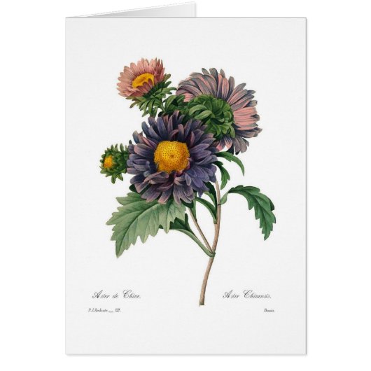 Asters Cards (Front)