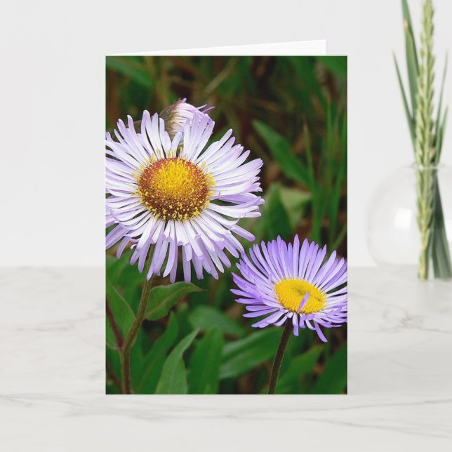Asters Holiday Card (Front)