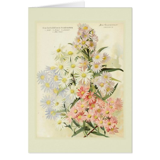 Asters (Michaelmas daisy) (Front)