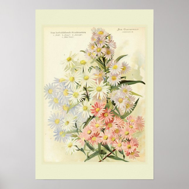 Asters (Michaelmas daisy) Poster (Front)