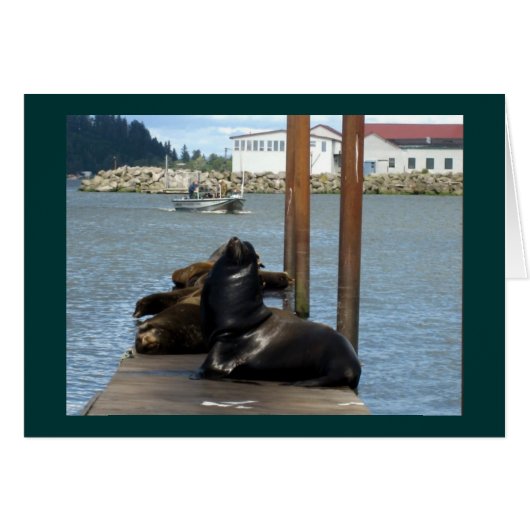 Astoria Oregon Sealions (Front Horizontal)