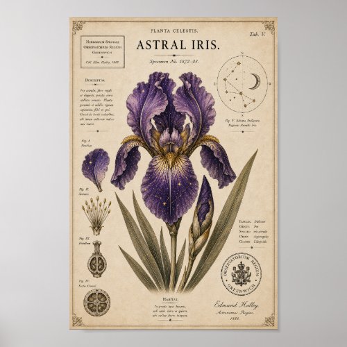 Astral Iris Victorian Botanical Museum Print
