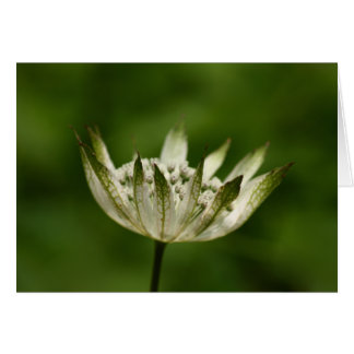 Astrantia