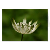 Astrantia Cards (Front Horizontal)