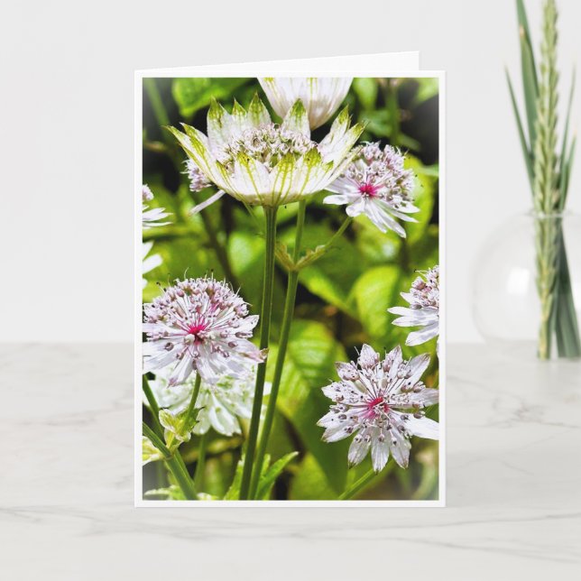 Astrantia Major, The Great Masterwort Blank Card (Front)