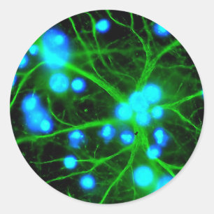 Astrocyte Are Star Shaped Glial Cells in the Brain Classic Round Sticker