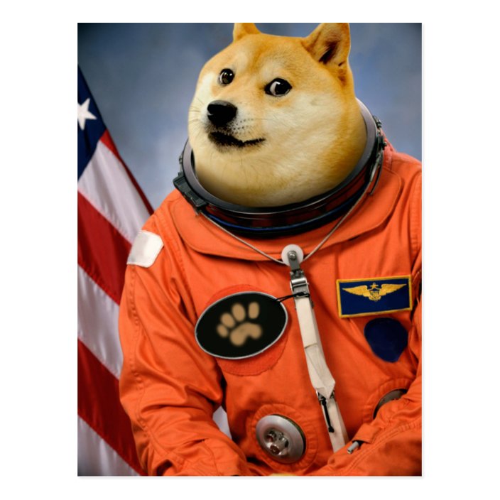 Shiba Inu Doge Shiba Inu Meme Dog