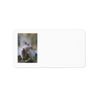 Astronaut Squirrel Label