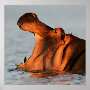 At Dusk Hippopotamus Portrait Poster