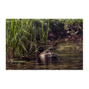 At Pond's Edge Acrylic Print