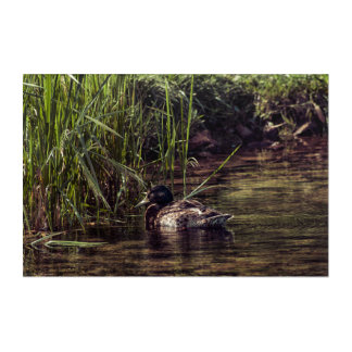At Pond's Edge Acrylic Print