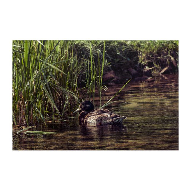 At Pond's Edge Acrylic Print (Front)