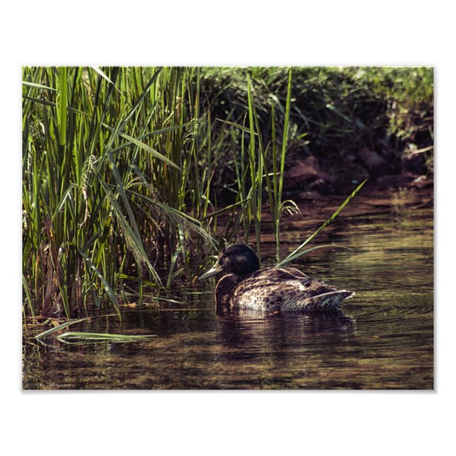 At Pond's Edge Photo Print (Front)