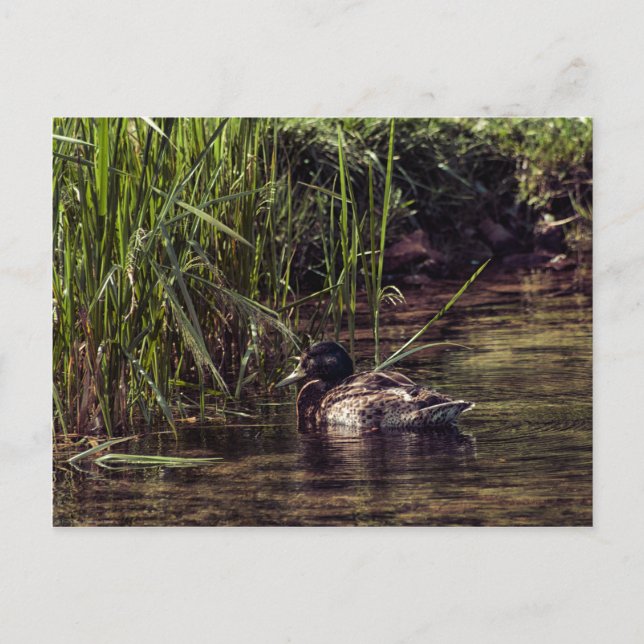 At Pond's Edge Postcard (Front)