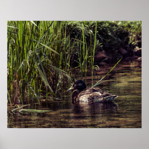 At Pond's Edge Poster