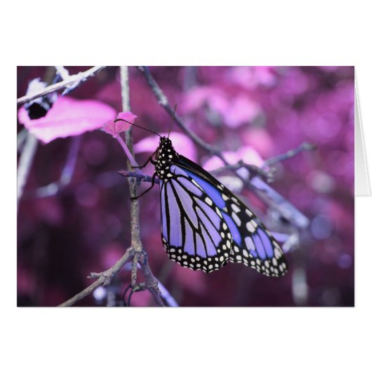 At Rest (Front Horizontal)