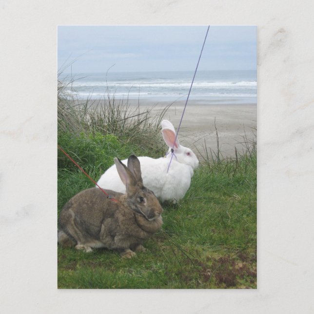 At the Beach Postcard (Front)