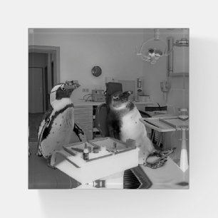 at the dentist paperweight