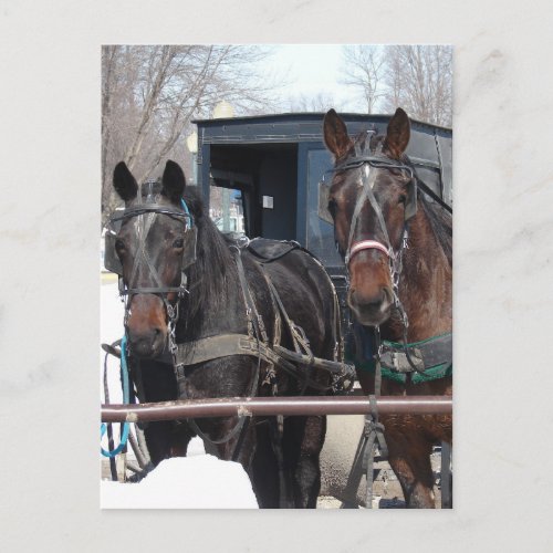 At the Hitching Post Postcard