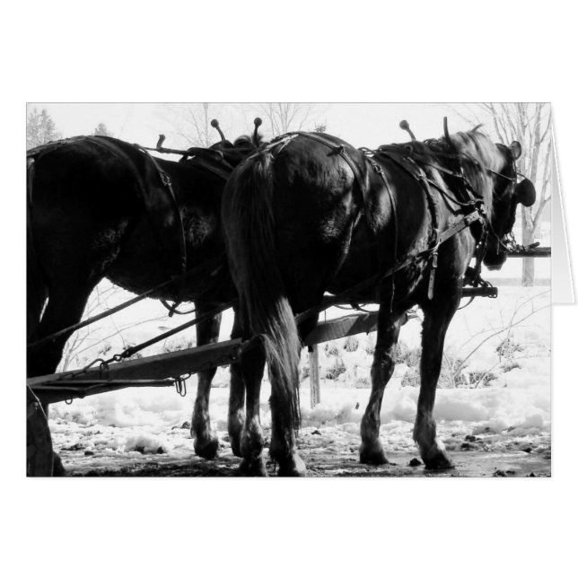 At the Hitching Post Winter Amish Horses  Cards (Front Horizontal)