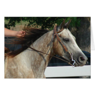 At the Horse Show Cards