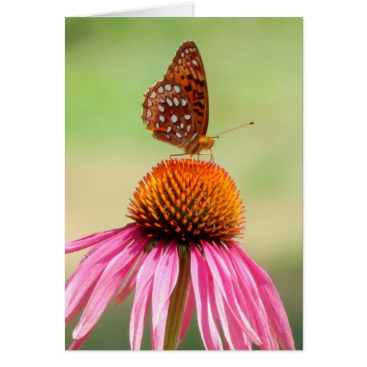 At The Top - Fritillary Butterfly Cards (Front)