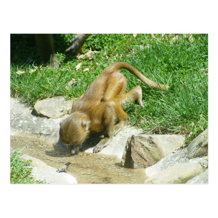 At the Watering Hole Baby Baboon Postcards