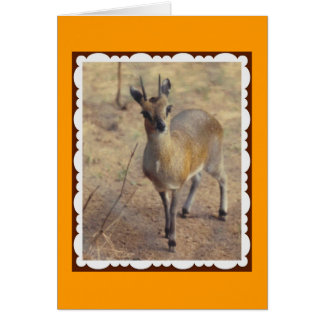 At the Zoo Cards