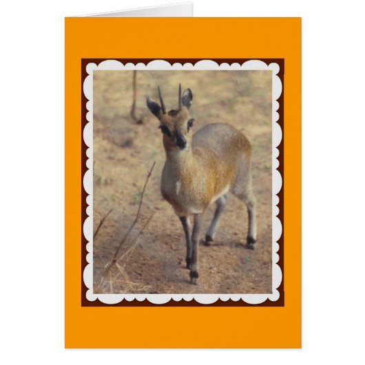 At the Zoo Cards (Front)