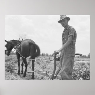 At Work in the Cotton Poster