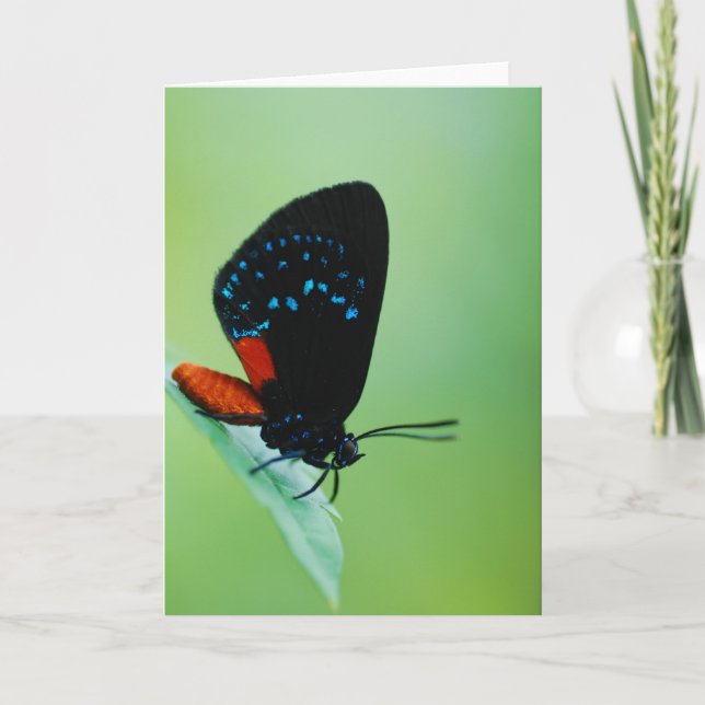 Atala Card (Front)