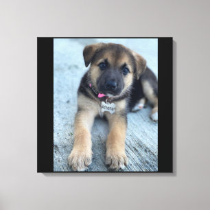 Athena puppy canvas print