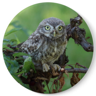 Athene noctua button