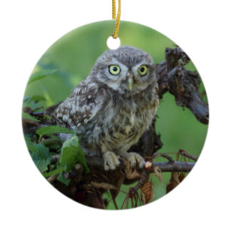 Athene noctua ceramic ornament