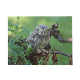 Athene noctua doormat