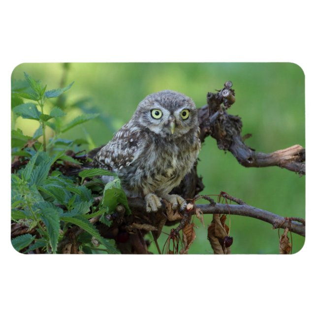 Athene noctua magnet (Horizontal)