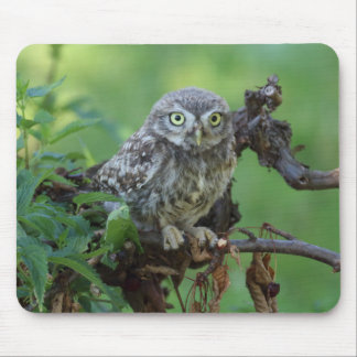 Athene noctua mouse pad
