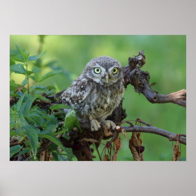 Athene noctua poster (Front)