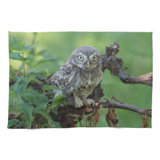Athene noctua towel