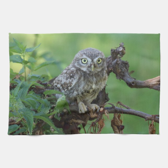 Athene noctua towel (Horizontal)