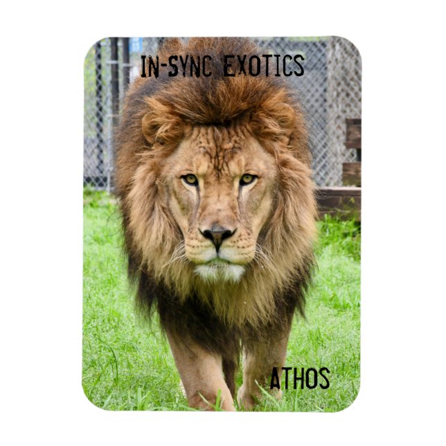 Athos Lion - Magnet (Vertical)