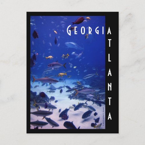 Atlanta Aquarium Georgia Postcard