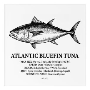Atlantic Bluefin Tuna Scientific Illustration Acrylic Print