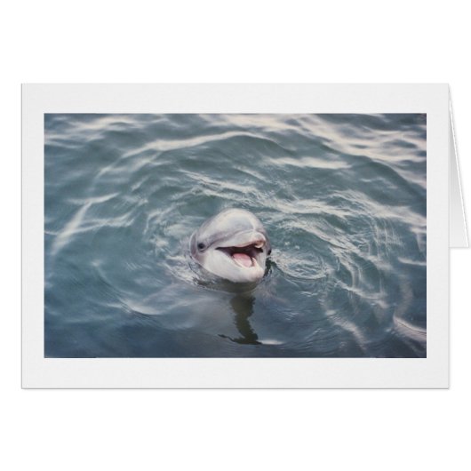 atlantic bottlenose dolphin cards (Front Horizontal)