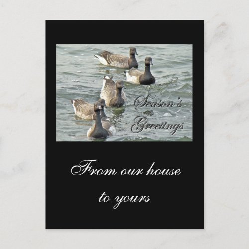 Atlantic Brant Geese Seasons Greetings Series Holiday Postcard