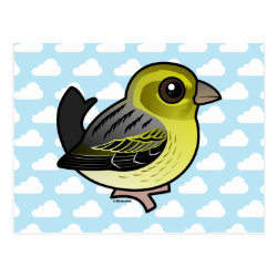 Cute Atlantic Canary Postcard
