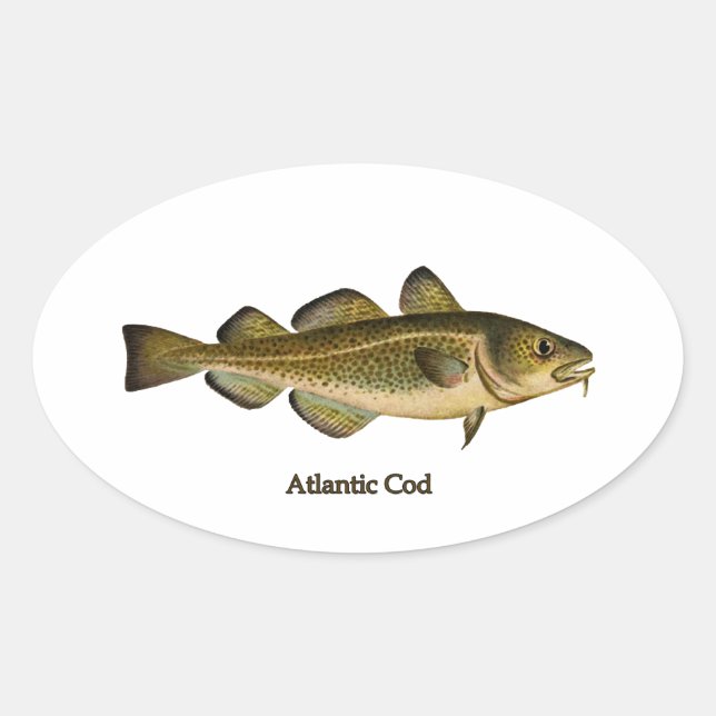 Atlantic Cod Logo Oval Sticker (Front)